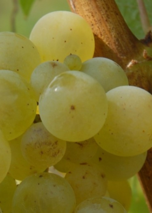 Bacchus ANT 0996b
